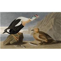 Портреты картины репродукции на заказ - Королевская утка