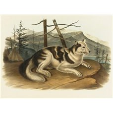 Картина на холсте по фото Модульные картины Печать портретов на холсте Индейская собака