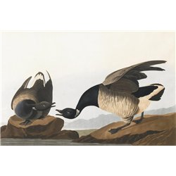 Чёрная казарка