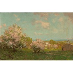 Цветущие яблони