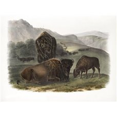 Картина на холсте по фото Модульные картины Печать портретов на холсте Группа бизонов