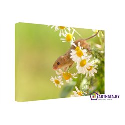 Полевая мышь