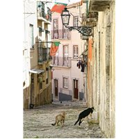 Портреты картины репродукции на заказ - Уличные коты на улице в Португалии - Фотообои Старый город