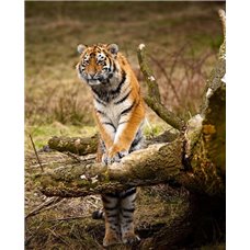 Картина на холсте по фото Модульные картины Печать портретов на холсте Тигр на бревне - Фотообои Животные|тигры