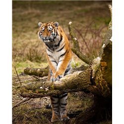 Тигр на бревне - Фотообои Животные|тигры - Модульная картины, Репродукции, Декоративные панно, Декор стен