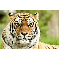Тигр - Фотообои Животные|тигры - Модульная картины, Репродукции, Декоративные панно, Декор стен