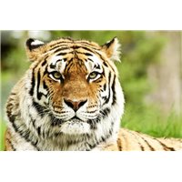 Портреты картины репродукции на заказ - Тигр - Фотообои Животные|тигры