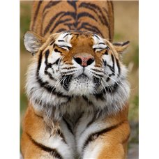Картина на холсте по фото Модульные картины Печать портретов на холсте Тигр просыпается - Фотообои Животные|тигры