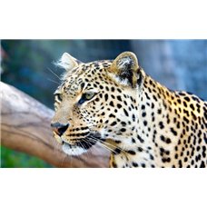 Картина на холсте по фото Модульные картины Печать портретов на холсте Леопард - Фотообои Животные|леопарды
