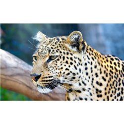 Леопард - Фотообои Животные|леопарды - Модульная картины, Репродукции, Декоративные панно, Декор стен