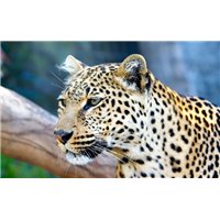 Портреты картины репродукции на заказ - Леопард - Фотообои Животные|леопарды