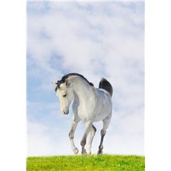 Белая лошадь - Фотообои Животные|лошади - Модульная картины, Репродукции, Декоративные панно, Декор стен