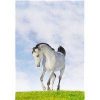Портреты картины репродукции на заказ - Белая лошадь - Фотообои Животные|лошади