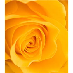 Желтая роза - Фотообои цветы|розы - Модульная картины, Репродукции, Декоративные панно, Декор стен