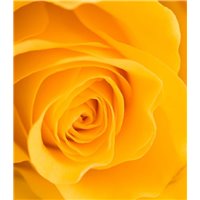 Портреты картины репродукции на заказ - Желтая роза - Фотообои цветы|розы