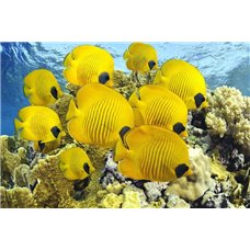 Картина на холсте по фото Модульные картины Печать портретов на холсте Желтые рыбки - Фотообои Море|подводный мир