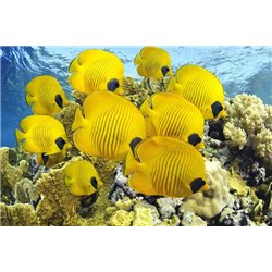 Желтые рыбки - Фотообои Море|подводный мир - Модульная картины, Репродукции, Декоративные панно, Декор стен