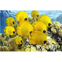 Портреты картины репродукции на заказ - Желтые рыбки - Фотообои Море|подводный мир