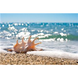 Ракушка - Фотообои Море|пляж - Модульная картины, Репродукции, Декоративные панно, Декор стен