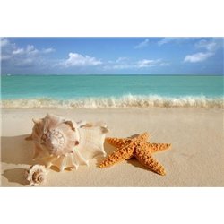 Ракушка и морская звезда - Фотообои Море|пляж - Модульная картины, Репродукции, Декоративные панно, Декор стен