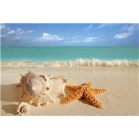 Портреты картины репродукции на заказ - Ракушка и морская звезда - Фотообои Море|пляж
