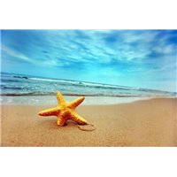 Портреты картины репродукции на заказ - Морская звезда - Фотообои Море|пляж