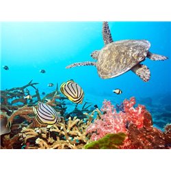 Морское дно - Фотообои Море|подводный мир - Модульная картины, Репродукции, Декоративные панно, Декор стен