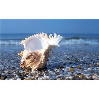 Морская ракушка - Фотообои Море|пляж