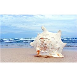 Ракушка на песке - Фотообои Море|побережье - Модульная картины, Репродукции, Декоративные панно, Декор стен