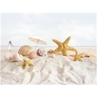 Ракушки и морские звезды - Фотообои Море|пляж