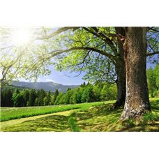 Картина на холсте по фото Модульные картины Печать портретов на холсте Деревья - Фотообои природа|лес