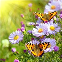 Бабочки - Фотообои природа|бабочки