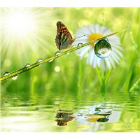 Капелька росы - Фотообои природа|бабочки