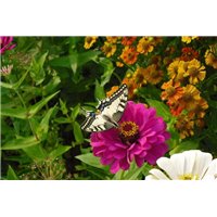 Бабочка и цветы - Фотообои природа|бабочки