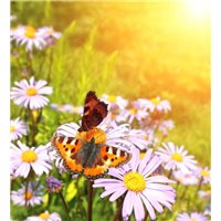 Портреты картины репродукции на заказ - Бабочки на цветке - Фотообои природа|бабочки