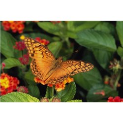 Бабочка на цветах - Фотообои природа|бабочки - Модульная картины, Репродукции, Декоративные панно, Декор стен