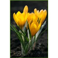 Букет желтых крокусов - Фотообои цветы|подснежники и крокусы