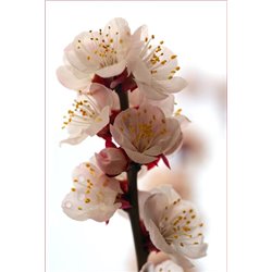 Цветущая веточка - Фотообои цветы|цветущие деревья - Модульная картины, Репродукции, Декоративные панно, Декор стен
