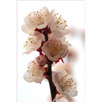 Портреты картины репродукции на заказ - Цветущая веточка - Фотообои цветы|цветущие деревья