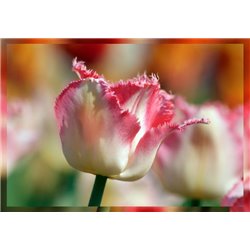 Бело-розовый тюльпан - Фотообои цветы|тюльпаны - Модульная картины, Репродукции, Декоративные панно, Декор стен