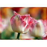 Портреты картины репродукции на заказ - Бело-розовый тюльпан - Фотообои цветы|тюльпаны