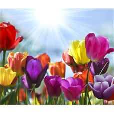 Картина на холсте по фото Модульные картины Печать портретов на холсте Разноцветные тюльпаны - Фотообои цветы|тюльпаны