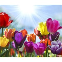 Портреты картины репродукции на заказ - Разноцветные тюльпаны - Фотообои цветы|тюльпаны