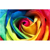 Портреты картины репродукции на заказ - Разноцветная роза - Фотообои цветы|розы
