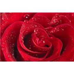 Красная роза - Фотообои цветы|розы - Модульная картины, Репродукции, Декоративные панно, Декор стен