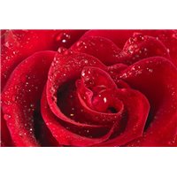 Портреты картины репродукции на заказ - Красная роза - Фотообои цветы|розы