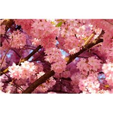 Картина на холсте по фото Модульные картины Печать портретов на холсте Цветущее дерево - Фотообои цветы|цветущие деревья