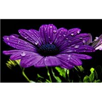 Герберы - Фотообои цветы|герберы