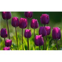 Портреты картины репродукции на заказ - Фиолетовые тюльпаны - Фотообои цветы|тюльпаны