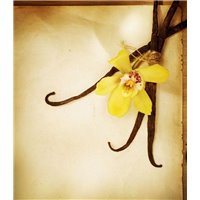 Цветок ванили - Фотообои Еда и напитки|сладости